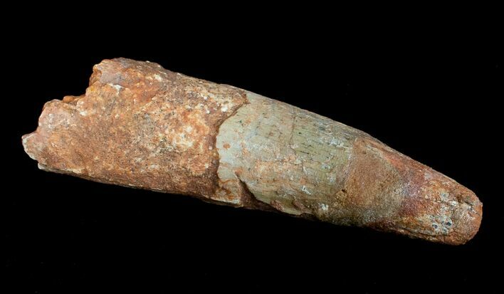 Bargain Inch Spinosaurus Tooth #4841